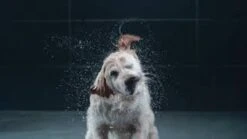 GROHE Euphoria SmartControl 310 Regendouche - CoolTouch - FastFixation - ø 31 Cm - Chroom -Badkamer Kast Winkel 1200x675 19